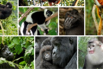 Meet the Planet's 25 Most Endangered Primates